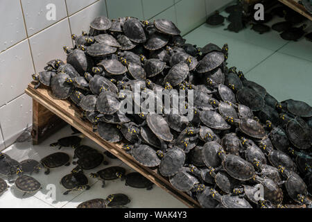 Iquitos, Peru. Gelb - gefleckte Fluss Schildkröten oder gelb gefleckte Amazonas Schildkröten an den Rettungs- und Rehabilitationszentrum des Flusses Säugetiere angehoben. Stockfoto