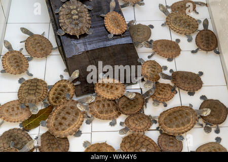 Iquitos, Peru. Geoffroy von Side-necked Schildkröten an den Rettungs- und Rehabilitationszentrum des Flusses Säugetiere angehoben wird. Stockfoto