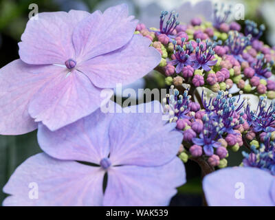 Nahaufnahme einer Lila lacecap Hortensie. Stockfoto