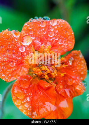 Tautropfen auf einem Orange Blossom. Stockfoto