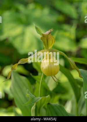 Cypripedium parviflorum, allgemein bekannt als Frauenschuh gelb Dame oder Mokassin Blume, in Nordamerika heimisch. Stockfoto