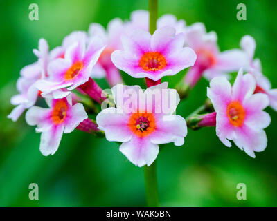 Nahaufnahme einer Kandelaber Primrose. Stockfoto