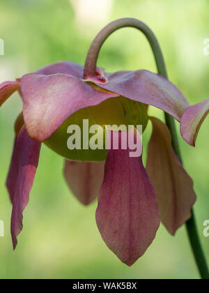 Die violetten Blüten des Kannenpflanze, Sarracenia, eine fleischfressende Pflanze. Stockfoto