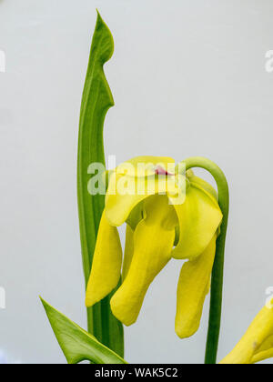 Die gelben Blüten der Kannenpflanze, Sarracenia, eine fleischfressende Pflanze. Stockfoto