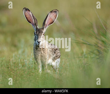 Schwarz-tailed Jackrabbit, Lepus californicus, Schweißer Wohnungen, Texas Stockfoto