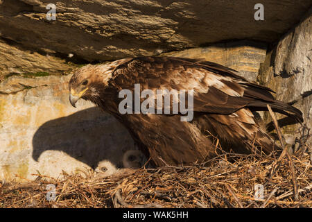 Golden Eagle mit zwei Wochen alten Küken Stockfoto