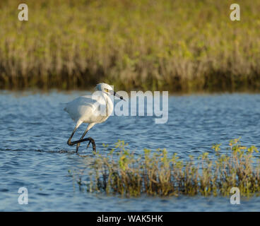 Unreifen weißen-morph rötlich Egret, Egretta rufescens, in der Bucht von San Antonio, Texas Stockfoto