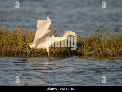 Unreifen weißen-morph rötlich Egret, Egretta rufescens, in der Bucht von San Antonio, Texas Stockfoto