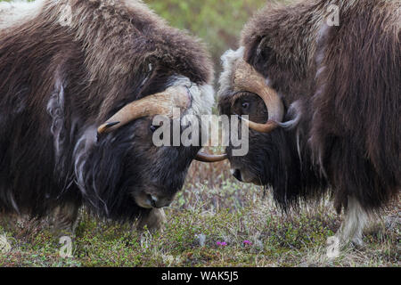 Muskox sparring Stockfoto