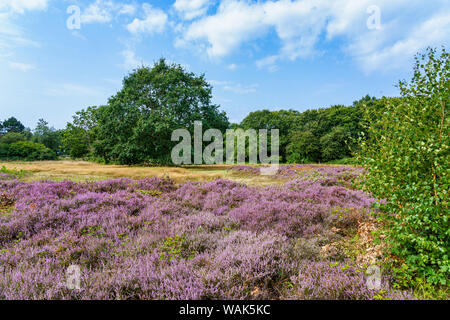 Big Tree an der Küste mit Ständer und Blick über die Ostsee Stockfoto
