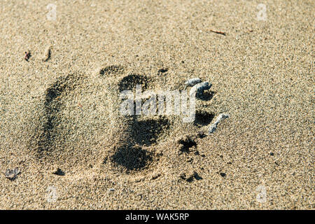 Grizzly oder Braunbär (Ursus arctos) Titel im Crescent Lake, Lake Clark National Park, Alaska, USA. Stockfoto