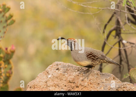 USA, Arizona, Sonoran Wüste. Gambel's quail männlichen auf Fels. Credit: Cathy und Gordon Illg/Jaynes Galerie/DanitaDelimont.com Stockfoto