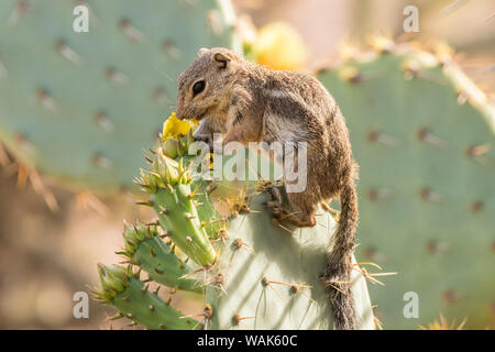 USA, Arizona, Desert Botanischen Garten. Harris' Erdhörnchen Fütterung auf Prickly Pear Cactus blühen. Credit: Cathy und Gordon Illg/Jaynes Galerie/DanitaDelimont.com Stockfoto