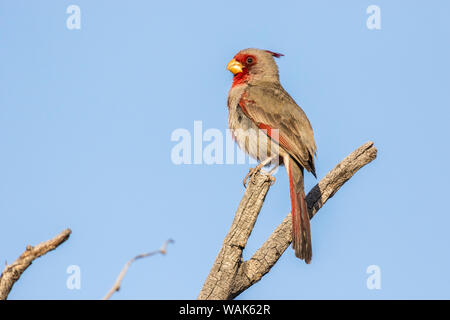 USA, Arizona, Sabino Canyon. Pyrrhuloxia Vogel auf der Extremität. Credit: Cathy und Gordon Illg/Jaynes Galerie/DanitaDelimont.com Stockfoto