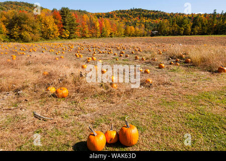 Pumpkin Patch und Blätter im Herbst in Vermont Landschaft, USA Stockfoto