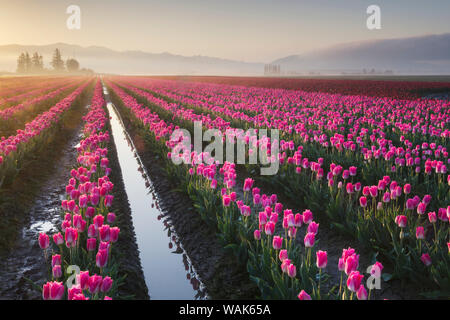 Sonnenaufgang über dem Skagit Valley Tulpenfelder, Washington State Stockfoto