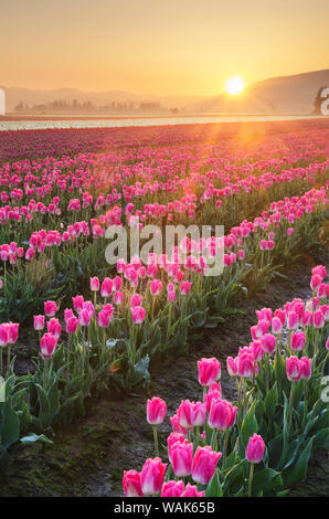 Sonnenaufgang über dem Skagit Valley Tulpenfelder, Washington State Stockfoto