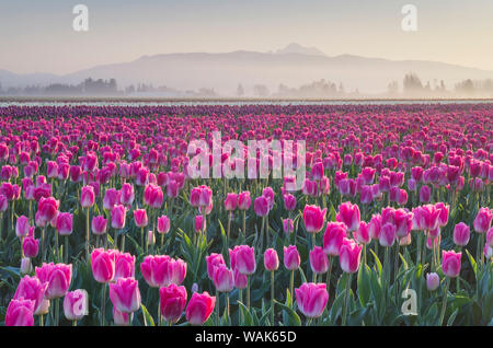 Sonnenaufgang über dem Skagit Valley Tulpenfelder, Washington State Stockfoto