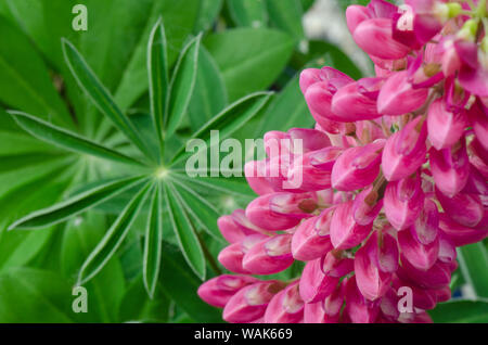 Rosa Lupine Blüten Stockfoto