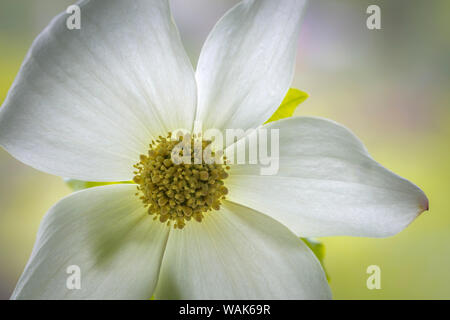 USA, Washington State, seabeck. Pacific hartriegel Blüte close-up. Credit: Don Paulson/Jaynes Galerie/DanitaDelimont.com Stockfoto