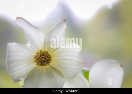 USA, Washington State, seabeck. Pacific hartriegel Blüte close-up. Credit: Don Paulson/Jaynes Galerie/DanitaDelimont.com Stockfoto