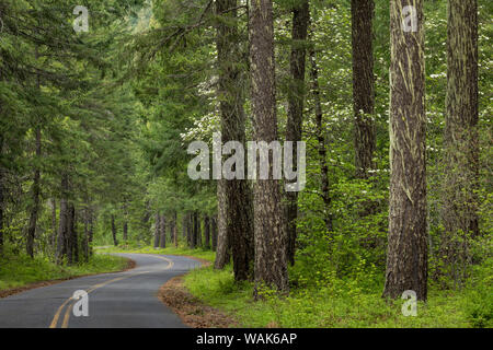 USA, Washington State, Gifford Pinchot National Forest. Straße durch den Wald. Credit: Don Paulson/Jaynes Galerie/DanitaDelimont.com Stockfoto