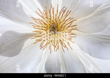 USA, Washington State, seabeck. Clematis blühen Close-up. Credit: Don Paulson/Jaynes Galerie/DanitaDelimont.com Stockfoto