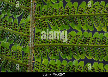 USA, Washington State, seabeck. Detail von Sporen auf der Unterseite der Farn Blatt. Credit: Don Paulson/Jaynes Galerie/DanitaDelimont.com Stockfoto