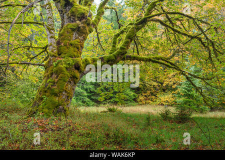 USA, Washington State, Olympic National Park. Montage von bigleaf Maple Tree in der Wiese. Credit: Don Paulson/Jaynes Galerie/DanitaDelimont.com Stockfoto