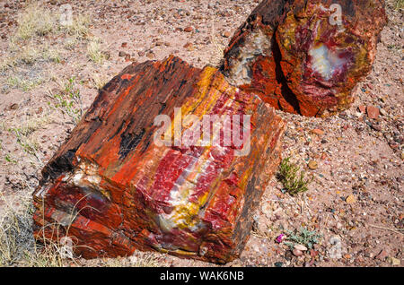 Versteinerte Abschnitte anmelden, Petrified Forest National Park, Arizona, USA. Stockfoto