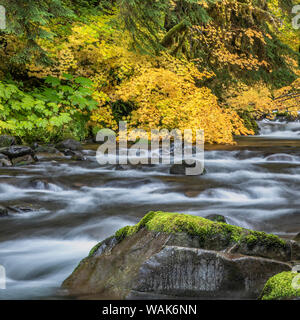 USA, Washington State, Olympic National Park. Weinstock Ahorn und Sol Duc Fluss im Herbst. Credit: Don Paulson/Jaynes Galerie/DanitaDelimont.com Stockfoto