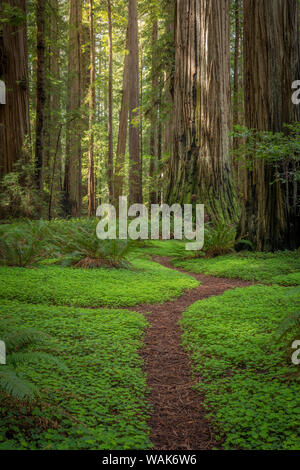 USA, Kalifornien, Jedediah Smith Redwoods State Park. Redwood Bäumen. Credit: Don Paulson/Jaynes Galerie/DanitaDelimont.com Stockfoto