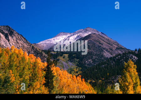 USA, Kalifornien, Sierra Nevada. Espen im Herbst Farbe. Kredit als: Dennis Flaherty/Jaynes Galerie/DanitaDelimont.com Stockfoto