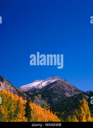 USA, Kalifornien, Sierra Nevada. Espen im Herbst Farbe. Kredit als: Dennis Flaherty/Jaynes Galerie/DanitaDelimont.com Stockfoto