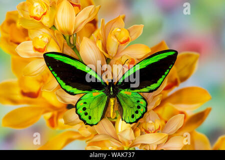 Schwarze und Grüne birdwing Butterfly, Ornithoptera tithonus, auf großen goldenen Cymbidium Orchidee Stockfoto