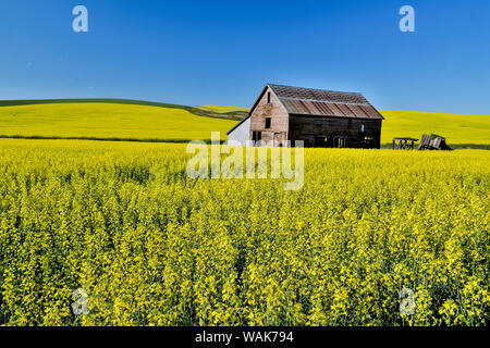Alte hölzerne Scheune in Bereich der Raps auf Oakesdale Straße in Eastern Washington Stockfoto