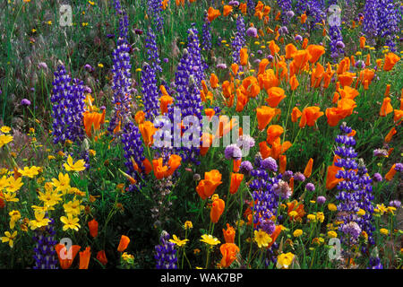 Lupinen, coreopsis (Coreopsis californica) und Kalifornien Mohn (Eschscholzia californica) in die Tehachapi Berge, Angeles National Forest, Kalifornien, USA. Stockfoto