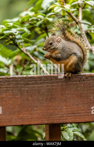 Issaquah, Washington State, USA. Douglas Eichhörnchen sitzt auf einem Deck Geländer Essen einer Mutter. Auch als Chickaree, Chicorée und Kiefer Eichhörnchen bekannt. Stockfoto