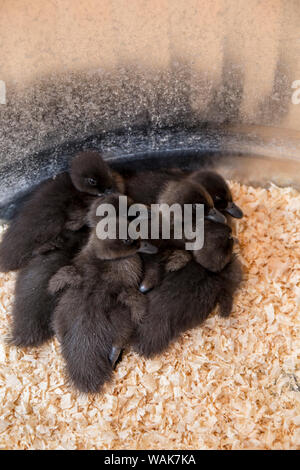 Cayuga Entenküken gepresst zusammen unter einer Wärmelampe für Wärme Stockfoto