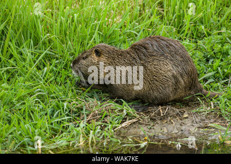 Aberdeen, Washington State, USA. Nutria in Ridgefield National Wildlife Refuge. Nutrias, auch als der Fluss Ratte oder nutria genannt, ist eine große, Allesfresser, semi-aquatischen Nagetier. Stockfoto