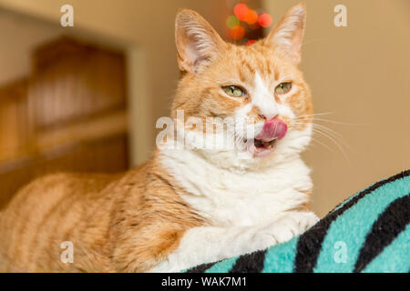 Kia, eine inländische kurze Haare Katze, sehr hungrig (PR) Stockfoto