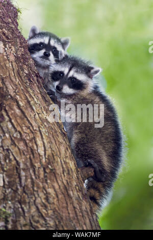 Issaquah, Washington State, USA. Kinder Waschbären klettern auf einen Baum bei Aufruf ihrer Mutter. Stockfoto