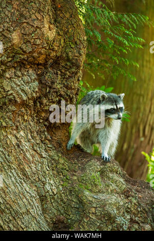 Issaquah, Washington State, USA. Wild Waschbär in einem Baum. Stockfoto