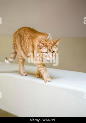 Issaquah, Washington State, USA. Katze, die über eine hohe freiliegende Balken in einem Haus. (PR) Stockfoto
