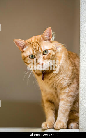 Issaquah, Washington State, USA. Katze, sitzend auf einem Fernlicht in einem Haus. (PR) Stockfoto