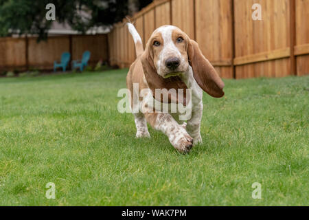 Renton, Washington State, USA. Fünf Monate alten Basset Hound Welpe läuft in seinem Hof. (PR) Stockfoto