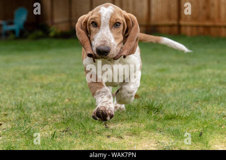 Renton, Washington State, USA. Monat fünf alten Basset Hound Welpen laufen in seiner nassen Yard, wodurch Wasser bis zu geworfen werden. (PR) Stockfoto