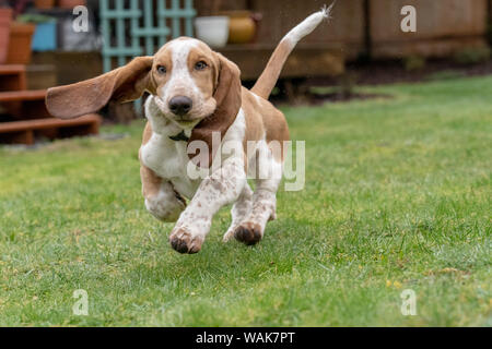 Renton, Washington State, USA. Monat fünf alten Basset Hound Welpen laufen in seiner nassen Yard, wodurch Wasser bis zu geworfen werden. (PR) Stockfoto