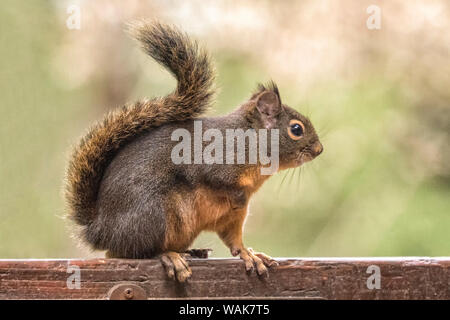 Issaquah, Washington State, USA. Douglas Eichhörnchen ruht auf dem Rücken eines Holzbank. Stockfoto