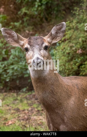 Issaquah, Washington State, USA. Männliche Rehe mit geweih nur gerade in einem ländlichen Wohngebiet Hof sichtbar. Stockfoto